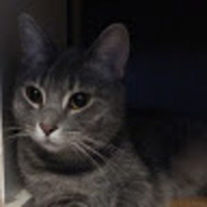 Meet your Posher, Shelli